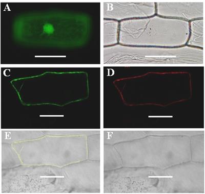 Roles of Soybean Plasma Membrane Intrinsic Protein GmPIP2;9 in Drought Tolerance and Seed Development